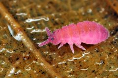 Brachystomella parvula by (c) Philippe Garcelon, some rights reserved (CC BY). Used under a CC-BY license.