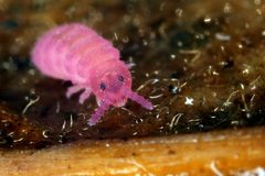 Brachystomella parvula by (c) Philippe Garcelon, some rights reserved (CC BY). Used under a CC-BY license.