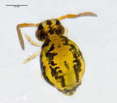 Sminthurinus by (c) Don Loarie, some rights reserved (CC BY), uploaded by Don Loarie. Used under a CC-BY license.