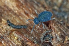 Sminthurinus lawrencei by (c) Philippe  Garcelon, some rights reserved (CC BY). Used under a CC-BY license.