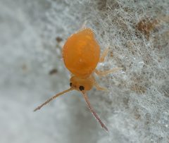 Dicyrtoma aurata by (c) Zakqary Roy, some rights reserved (CC BY), uploaded by Zakqary Roy. Used under a CC-BY license.