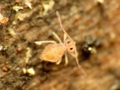 Dicyrtoma aurata by (c) Katja Schulz, some rights reserved (CC BY). Used under a CC-BY license.