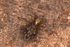 Ptenothrix californica by (c) Hawk T., some rights reserved (CC BY), uploaded by Hawk T.. Used under a CC-BY license.
