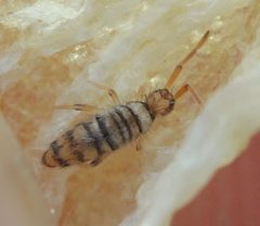 Entomobrya atrocincta by (c) Even Dankowicz, some rights reserved (CC BY), uploaded by Even Dankowicz. Used under a CC-BY license.