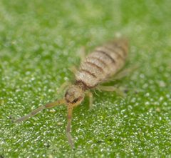 Entomobrya atrocincta by no rights reserved, uploaded by Jesse Rorabaugh. Used under a CC0 license.