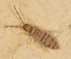 Entomobrya atrocincta by no rights reserved, uploaded by Jesse Rorabaugh. Used under a CC0 license.