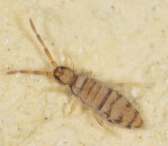 Entomobrya atrocincta by no rights reserved, uploaded by Jesse Rorabaugh. Used under a CC0 license.