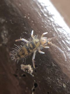 Entomobrya comparata by (c) Jared Shorma, some rights reserved (CC BY), uploaded by Jared Shorma. Used under a CC-BY license.