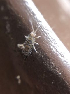 Entomobrya comparata by (c) Jared Shorma, some rights reserved (CC BY), uploaded by Jared Shorma. Used under a CC-BY license.