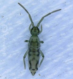 Entomobrya katzi by no rights reserved, uploaded by Ben Keen. Used under a CC0 license.