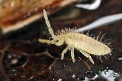 Entomobrya lanuginosa by (c) Philippe  Garcelon, some rights reserved (CC BY). Used under a CC-BY license.