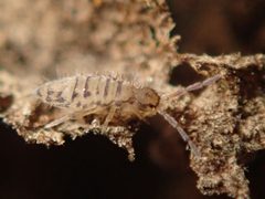 Entomobrya multifasciata by (c) Alexis Tinker-Tsavalas, some rights reserved (CC BY), uploaded by Alexis Tinker-Tsavalas. Used under a CC-BY license.