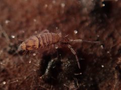 Entomobrya multifasciata by (c) Alexis Tinker-Tsavalas, some rights reserved (CC BY), uploaded by Alexis Tinker-Tsavalas. Used under a CC-BY license.