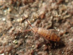 Entomobrya multifasciata by (c) Alexis Tinker-Tsavalas, some rights reserved (CC BY), uploaded by Alexis Tinker-Tsavalas. Used under a CC-BY license.