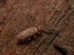 Entomobrya multifasciata by (c) Alexis Tinker-Tsavalas, some rights reserved (CC BY), uploaded by Alexis Tinker-Tsavalas. Used under a CC-BY license.