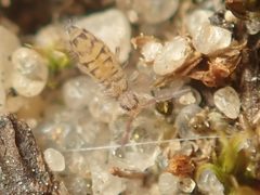 Entomobrya multifasciata by (c) Alexis Tinker-Tsavalas, some rights reserved (CC BY), uploaded by Alexis Tinker-Tsavalas. Used under a CC-BY license.