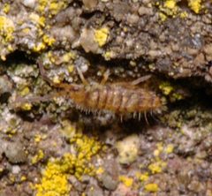 Entomobrya multifasciata by (c) portioid, some rights reserved (CC BY), uploaded by portioid. Used under a CC-BY license.