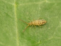 Entomobrya nivalis by (c) Alexis Tinker-Tsavalas, some rights reserved (CC BY), uploaded by Alexis Tinker-Tsavalas. Used under a CC-BY license.