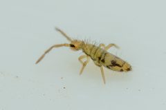 Entomobrya nivalis by (c) Pete Lypkie, some rights reserved (CC BY), uploaded by Pete Lypkie. Used under a CC-BY license.
