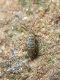 Entomobrya nivalis by no rights reserved, uploaded by Matt Schultz. Used under a CC0 license.