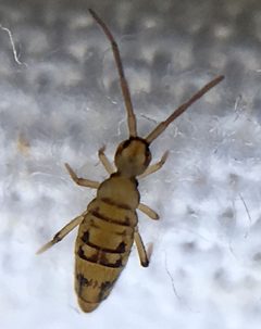 Entomobrya nivalis by (c) Paul Cook, some rights reserved (CC BY), uploaded by Paul Cook. Used under a CC-BY license.