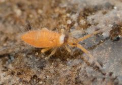 Entomobryinae by no rights reserved, uploaded by Jesse Rorabaugh. Used under a CC0 license.