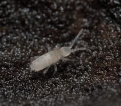 Coecobrya tenebricosa by (c) Zakqary Roy, some rights reserved (CC BY), uploaded by Zakqary Roy. Used under a CC-BY license.