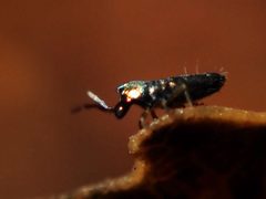 Lepidocyrtinae by (c) Alexis Tinker-Tsavalas, some rights reserved (CC BY), uploaded by Alexis Tinker-Tsavalas. Used under a CC-BY license.