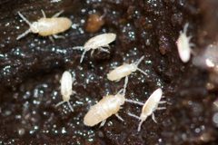 Lepidocyrtinae by (c) Owen Strickland, some rights reserved (CC BY), uploaded by Owen Strickland. Used under a CC-BY license.