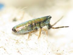 Lepidocyrtus by (c) Dan MacNeal, some rights reserved (CC BY), uploaded by Dan MacNeal. Used under a CC-BY license.