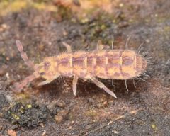 Isotoma delta by (c) skitterbug, some rights reserved (CC BY), uploaded by skitterbug. Used under a CC-BY license.