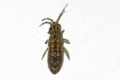 Isotomurus tricolor by (c) Owen Strickland, some rights reserved (CC BY), uploaded by Owen Strickland. Used under a CC-BY license.