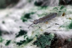 Proisotominae by (c) Philippe  Garcelon, some rights reserved (CC BY). Used under a CC-BY license.