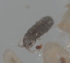 Proisotoma minuta by (c) Zakqary Roy, some rights reserved (CC BY), uploaded by Zakqary Roy. Used under a CC-BY license.