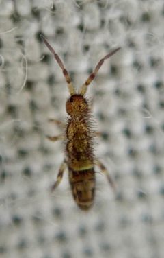 Orchesella cincta by (c) Paul Cook, some rights reserved (CC BY), uploaded by Paul Cook. Used under a CC-BY license.