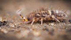 Orchesella cincta by (c) Alexis Tinker-Tsavalas, some rights reserved (CC BY), uploaded by Alexis Tinker-Tsavalas. Used under a CC-BY license.