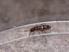 Orchesella cincta by (c) Alexis Tinker-Tsavalas, some rights reserved (CC BY), uploaded by Alexis Tinker-Tsavalas. Used under a CC-BY license.