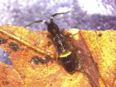 Orchesella cincta by (c) Donald Hobern, some rights reserved (CC BY). Used under a CC-BY license.