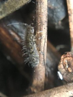 Orchesella villosa by (c) Jared Shorma, some rights reserved (CC BY), uploaded by Jared Shorma. Used under a CC-BY license.