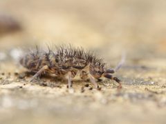 Orchesella villosa by (c) Alexis Tinker-Tsavalas, some rights reserved (CC BY), uploaded by Alexis Tinker-Tsavalas. Used under a CC-BY license.