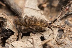 Orchesella villosa by (c) Ken-ichi Ueda, some rights reserved (CC BY), uploaded by Ken-ichi Ueda. Used under a CC-BY license.