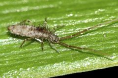 Paronellidae by (c) Steve Kerr, some rights reserved (CC BY), uploaded by Steve Kerr. Used under a CC-BY license.