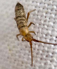 Tomoceridae by (c) Paul Cook, some rights reserved (CC BY), uploaded by Paul Cook. Used under a CC-BY license.