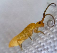 Tomoceridae by (c) Paul Cook, some rights reserved (CC BY), uploaded by Paul Cook. Used under a CC-BY license.