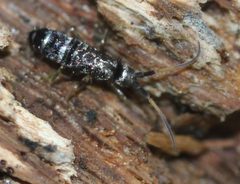 Tomoceridae by (c) Even Dankowicz, some rights reserved (CC BY), uploaded by Even Dankowicz. Used under a CC-BY license.