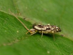 Tomoceridae by (c) Katja Schulz, some rights reserved (CC BY). Used under a CC-BY license.