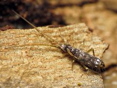 Tomoceridae by (c) Katja Schulz, some rights reserved (CC BY). Used under a CC-BY license.