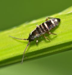 Tomoceridae by (c) portioid, some rights reserved (CC BY), uploaded by portioid. Used under a CC-BY license.