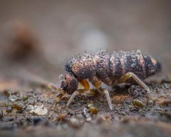 Tomocerus by (c) Alexis Tinker-Tsavalas, some rights reserved (CC BY), uploaded by Alexis Tinker-Tsavalas. Used under a CC-BY license.