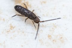 Tomocerus minor by (c) Pete Lypkie, some rights reserved (CC BY), uploaded by Pete Lypkie. Used under a CC-BY license.
